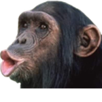 E_MONKE_GROUP