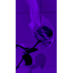 iiExotic
