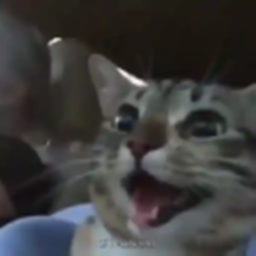 40%