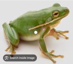 DA FROGY GROUP