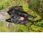 og nova og nora