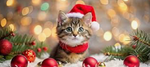 Cats are amazing
