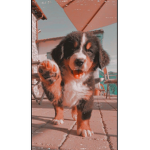 Doggo starss