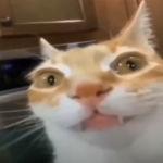 Gato Clothes Store