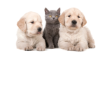 Honda puppys