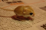 Jerboa love