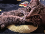 catss4life