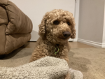HONEY IN HEAVEN