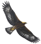 golden eagles