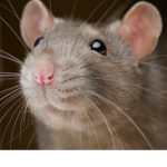 Demon rats-