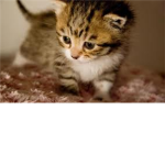 <3 The cat lovers please join <3