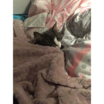 THEKITTYSQAUD!
