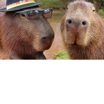 Grupo dos meus amigos capivara