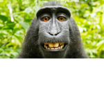 The gorillas and monkeys fan
