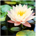Lilly pads!!
