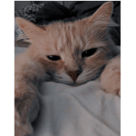 aesthetic clothing store (cats)