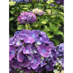 The Hydrangea Games