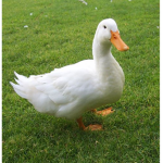 The Duck’s