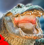 Gatorant Studios