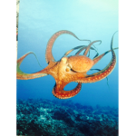 OCTOPUS FIGHTERS