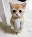 SMALL CAT PRODUCTION