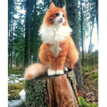 Cats Are Cool! <3
