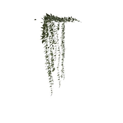 Vines