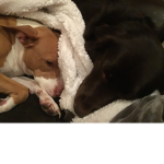 Polite Puppies