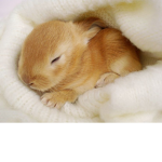 Bunbun Chocolate
