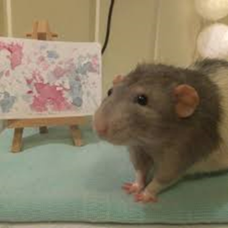 Adopt and Raise a Rat
