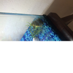 The chill turtlez