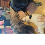 #love cats and dogs