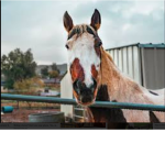 Horses are for life!