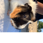 The Guin Pigs