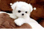 Puppies Centers