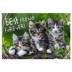 team des amis