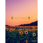 🌻 Loyal flowers 🌻