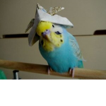 parakeet landing