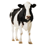 moo moo hotel