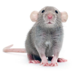 Rat's base