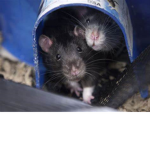 The Rat Pac
