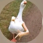 Oof of the oof