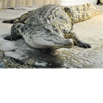 The United States of Crocodiles
