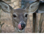 The fan of the deers