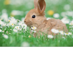 BUNNYS! I love bunnys