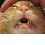 Kawai cute