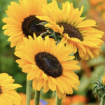 THE SUNNY SUNFLOWERs!!!