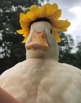 Group That Does Random Stuff