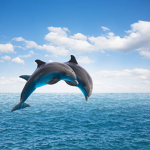 Dolphinforlive