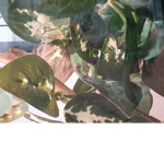 Froggies <33